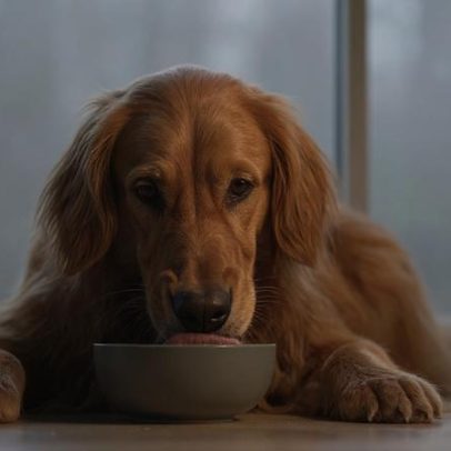 Perigo invisível na tigela do cão pode causar doença silenciosa