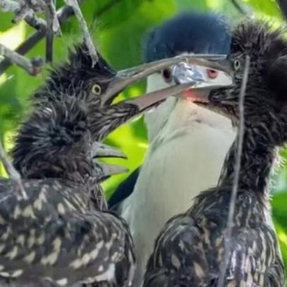 Garças constroem ninho acima do recinto dos lobos-vermelhos