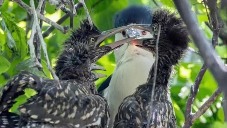Garças constroem ninho acima do recinto dos lobos-vermelhos
