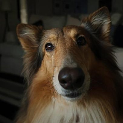 Cientistas apontam 5 atitudes simples para ampliar a vida do seu cão