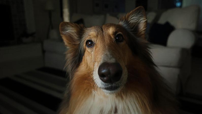 Quer fazer seu cão viver mais? Veja 5 recomendações