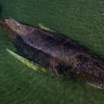 Baleia Timmy morta na Dinamarca terá gordura transformada em biodiesel e biomassa