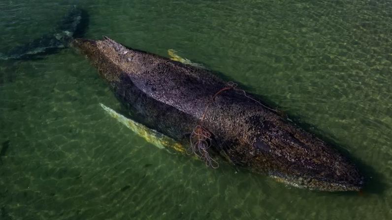 Timmy, a baleia-jubarte que chamou a atenção na Alemanha após sucessivos encalhes e acabou encontrada morta na Dinamarca, passou a simbolizar um debate que vai além da comoção pública – Divulgação/Sea Shepherd Germany