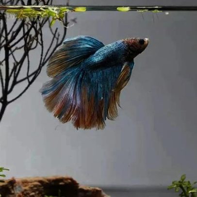 Peixe betta requer cuidado intenso, vai além da aparência resistente