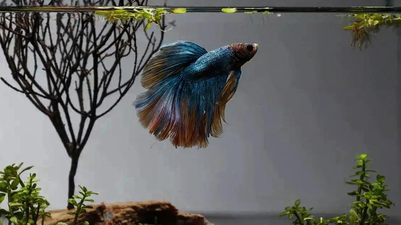 Cuidados com o peixe betta / Canva