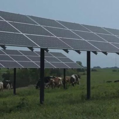 Fazenda em Minnesota produz energia solar e abriga vacas