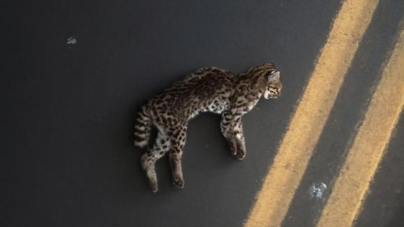 Gato-do-mato-do-sul (Leopardus guttulus) atropelado em estrada no norte do Paraná. Animais selvagens podem ser reservatórios de fungos patogênicos