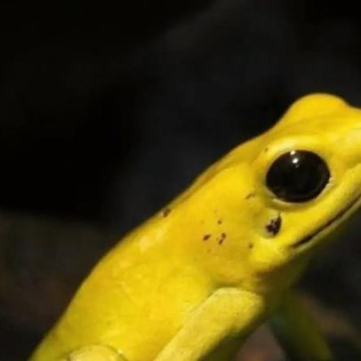 Anfíbios com toxinas na pele: o mundo dos sapos venenosos