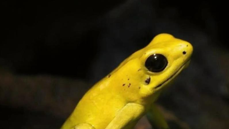 Anfíbios com toxinas na pele: o mundo dos sapos venenosos