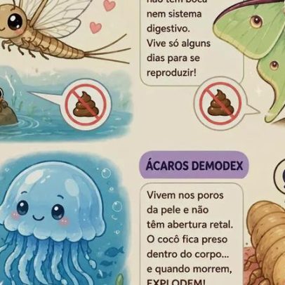 Quatro animais não produzem cocô, e o último explode por esse motivo