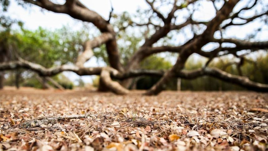 Duas cidades da Paraíba entram em situação de emergência por estiagem