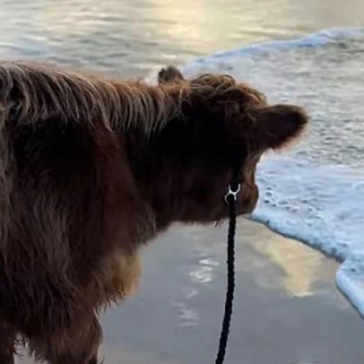 Vaca vê o mar pela primeira vez e mergulha em vídeo