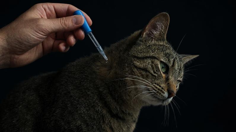 Barreira lipídica é essencial para o tratamento. (Foto: Fala Ciência via Gemini)