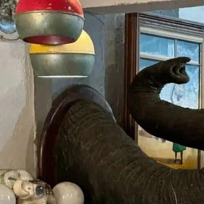 PF apreende tromba de elefante asiático em antiquário no Rio