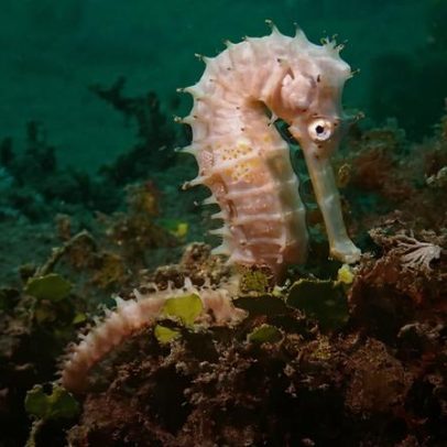 IA detecta tráfico de vida marinha em estudo sobre contrabando