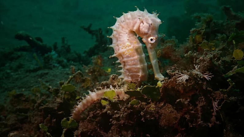 IA detecta tráfico de vida marinha em estudo sobre contrabando