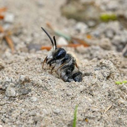 Cientistas descobrem 5,5 milhões de abelhas sob cemitério em Nova York
