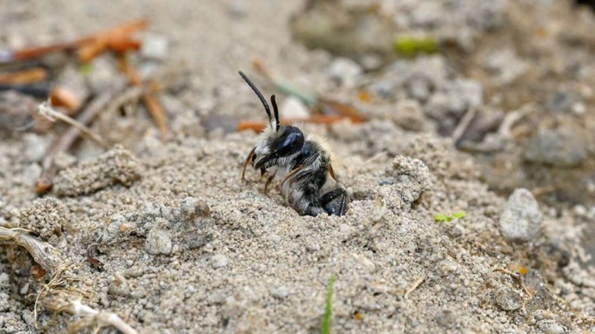 Andrena regularis