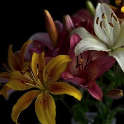Flores Diferentes para Surpreender no Dia dos Namorados