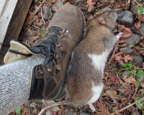 Ratos avistados na Nova Zelândia provocam resposta urgente