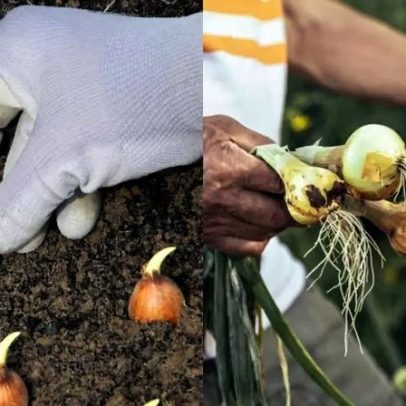 Aprenda a cultivar a base da cebola e ter sempre tempero à mão