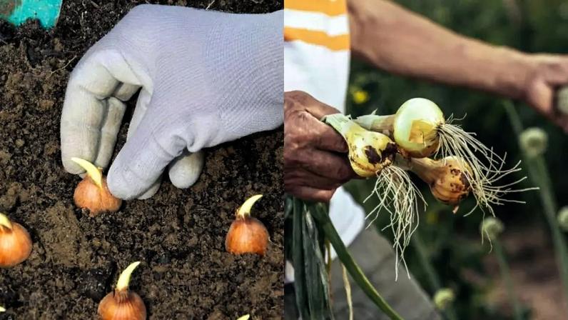 Reaproveite a base da cebola e colha direto do seu quintal