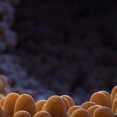 Urolitina A e microbiota, conexão entre alimentação e proteção intestinal