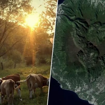 Fazendeiro abandona cinco vacas em ilha remota e elas colonizam o local