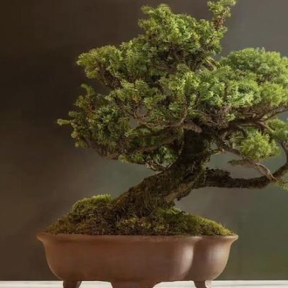 Bonsai encanta pela delicadeza da beleza e serenidade que transmite