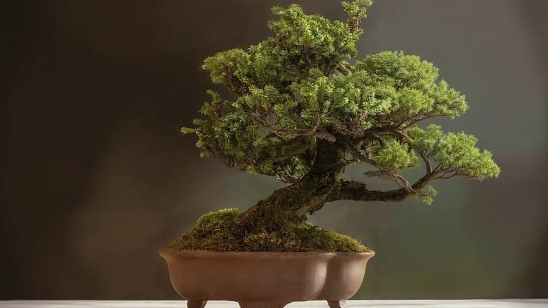Bonsai encanta pela delicadeza da beleza e serenidade que transmite