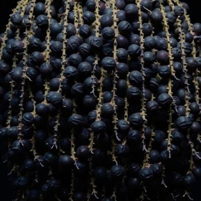 Cientistas identificam ação do açaí contra depressão em cérebros de jovens