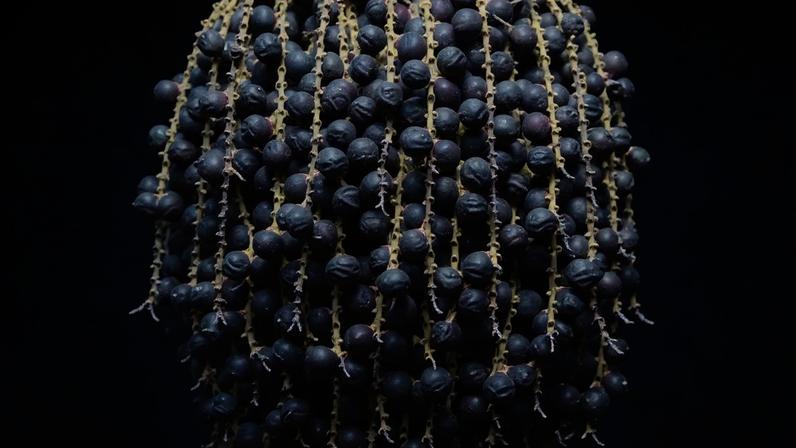 Um novo estudo científico comprovou o efeito neuroprotetor do açaí no cérebro de indivíduos na fase da adolescência