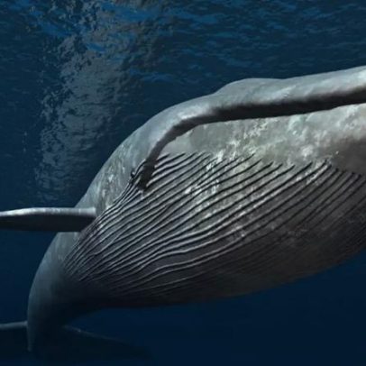 Três curiosidades sobre o maior animal do mundo