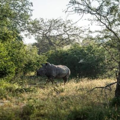 Moçambique registra primeira reprodução de rinocerontes brancos em décadas