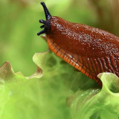 Lesmas no jardim ou em casa indicam condições do ambiente