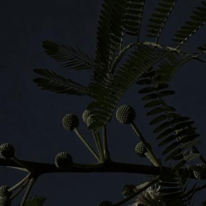 Plantas que se fecham ao toque: entenda o fenômeno