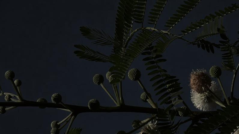 Plantas que se fecham ao toque: entenda o fenômeno
