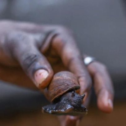 Homem incentiva criação de caracóis gigantes em vez de peixes-guitarra