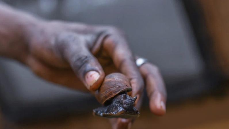 Heliciculture – growing land snails for human consumption or cosmetic use – is a profitable industry with low environmental impact.