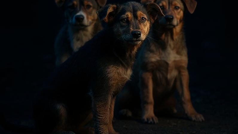 Cachorros comunitários transformam vizinhanças e fortalecem laços locais