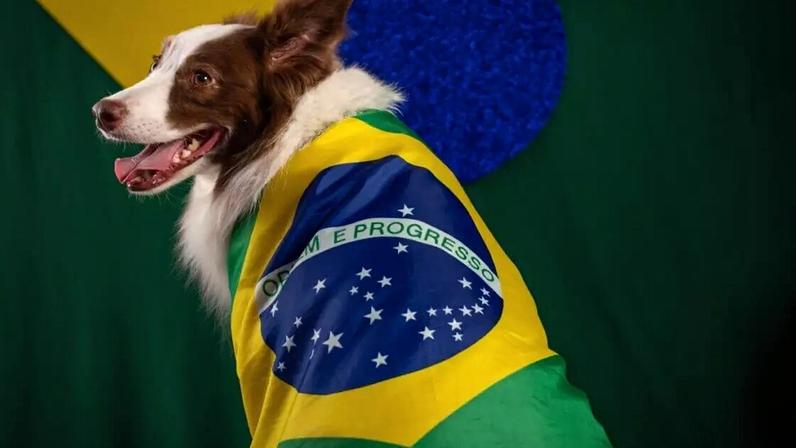 Alguns craques da Seleção Brasileira deixaram seu legado dentro de campo e podem inspirar nomes cheios de personalidade para o seu cachorro