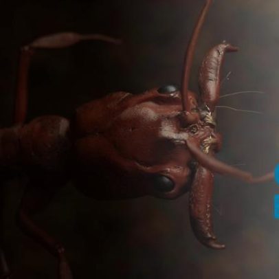 Espécie de aranha-balista descoberta na Austrália com especialização definida
