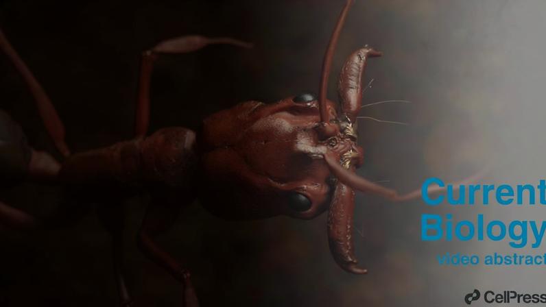 Espécie de aranha-balista é descoberta na Austrália e ela possui