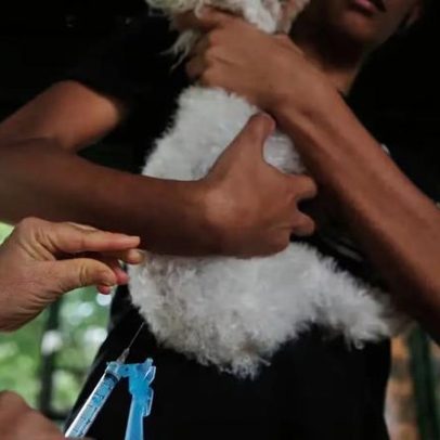 Governo publica lei que criminaliza o exercício ilegal da medicina veterinária