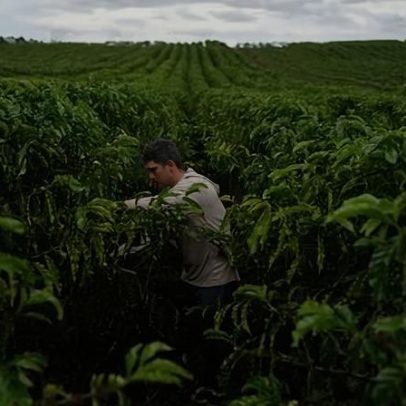 EUA prevê safra recorde e alta nas exportações de café do Brasil