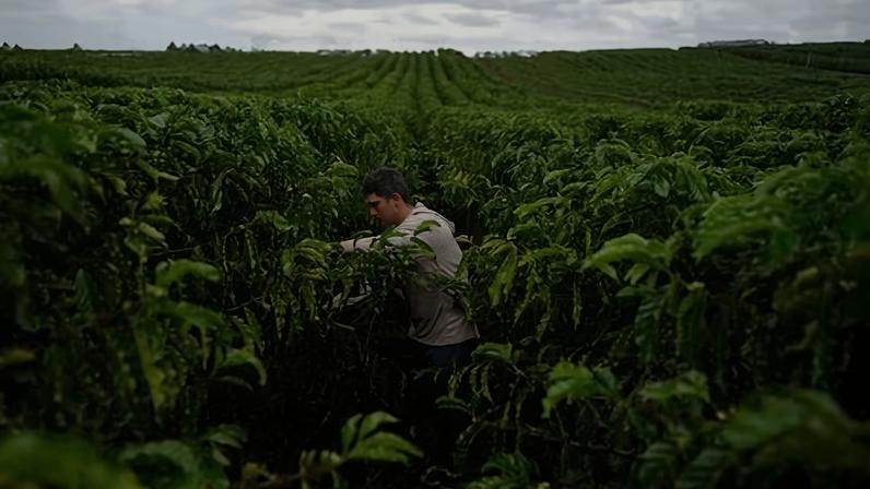 Um funcionário trabalha em uma plantação de grãos de café robusta em São Gabriel da Palha, Estado do Espírito Santo, Brasil, em 23 de setembro de 2025. REUTERS/Alexandre Meneghini