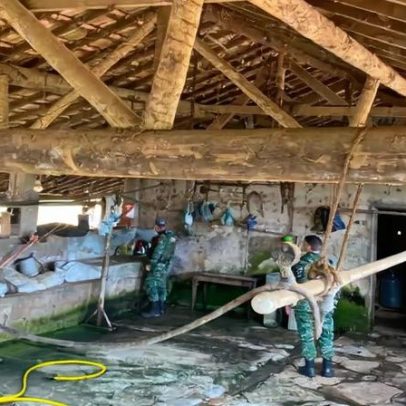 Operação contra abate irregular resgata quase 200 suínos e prende dois em MG