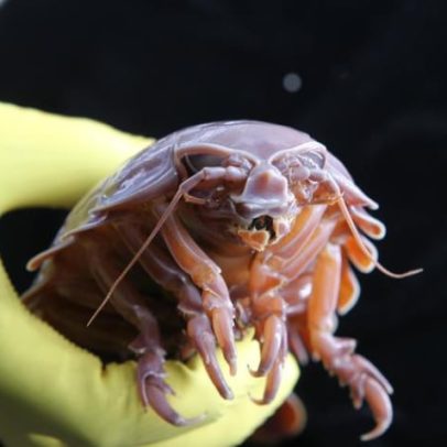 Estudo revela como animal misterioso permanece 5 anos sem comer