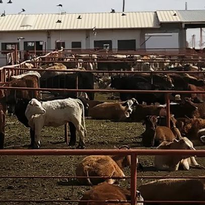 Canadá proíbe gado do Texas devido a surto de bicho-da-carne nos EUA
