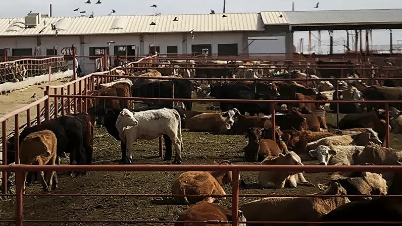 Canadá proíbe gado do Texas devido a surto de bicho-da-carne nos EUA